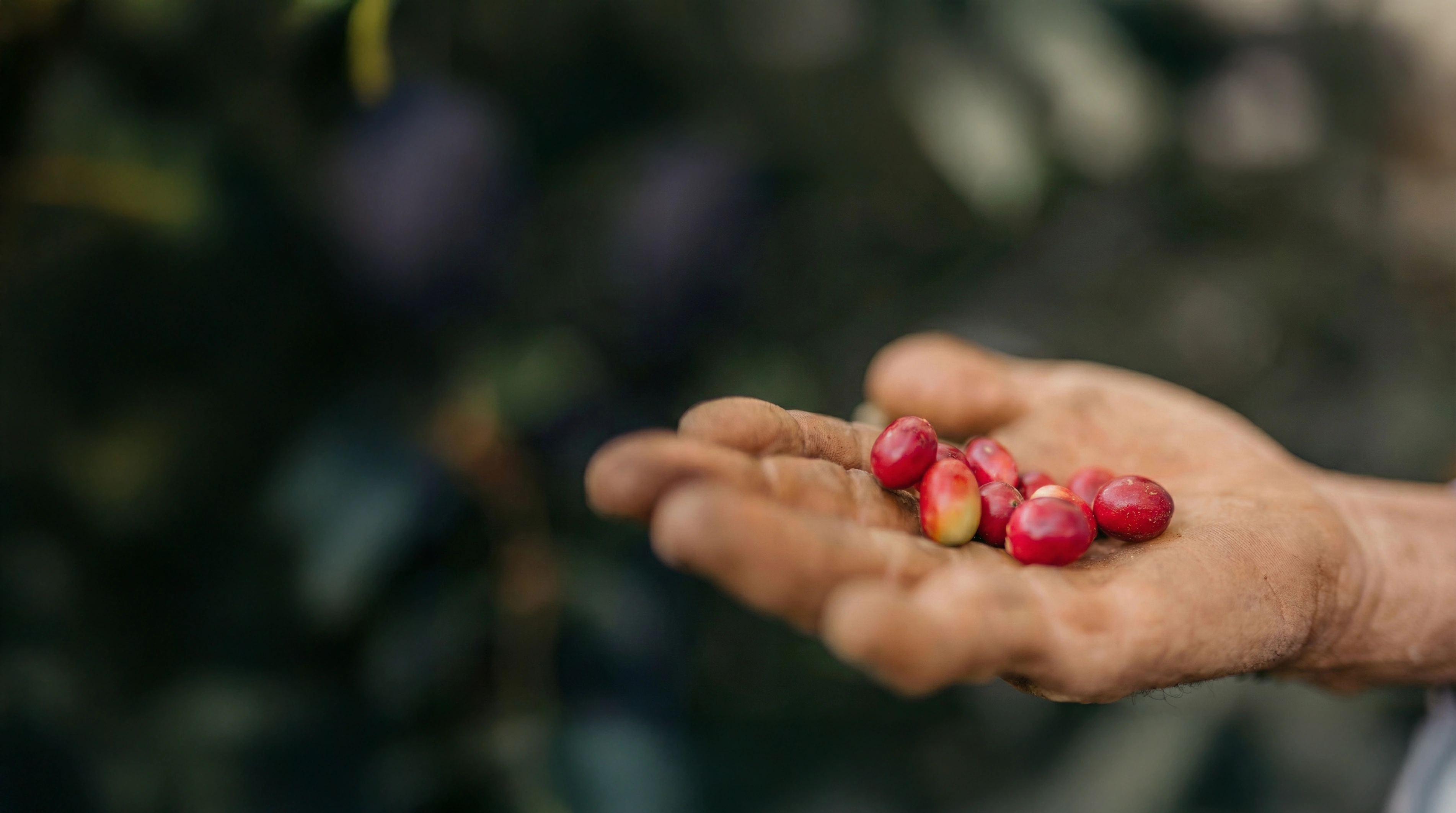 Coffee sourcing at origin
