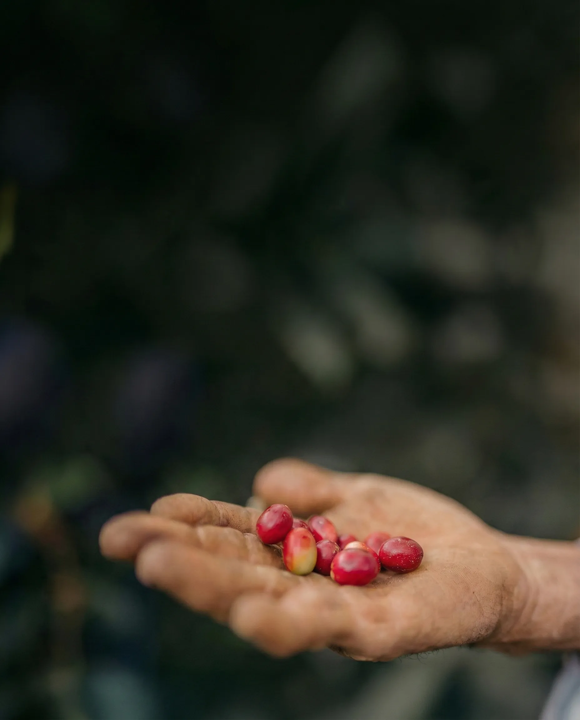 Coffee sourcing at origin